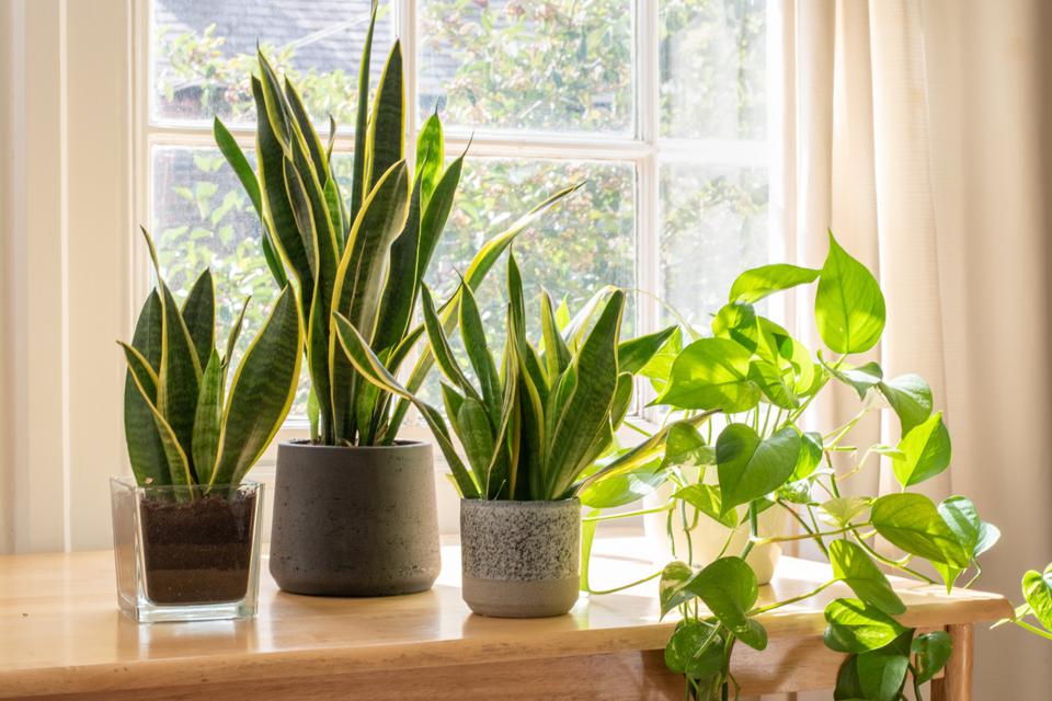 15 positive energy plants for home and office that attracts prosperity