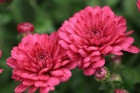 chrysanthemum