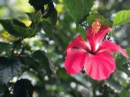 hibiscus