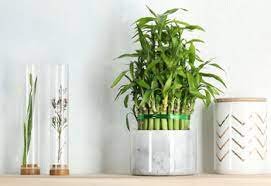 lucky bamboo plant