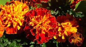 marigold