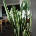 snake plant