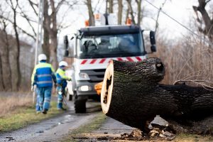 benefits of tree services