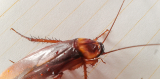 What are the Signs of Roaches Infestation?