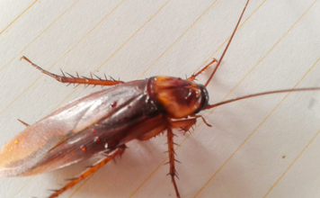 what are the signs of roaches infestation?
