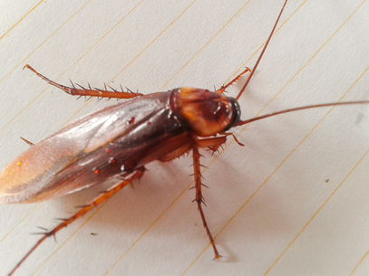 what are the signs of roaches infestation?