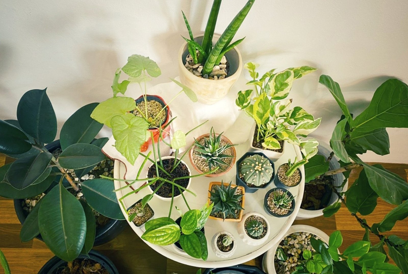 indoor plants