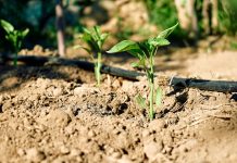 the complete guide to drip irrigation system