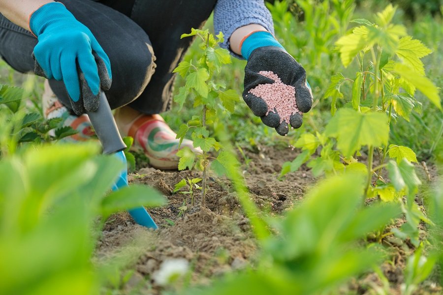 fertilizing