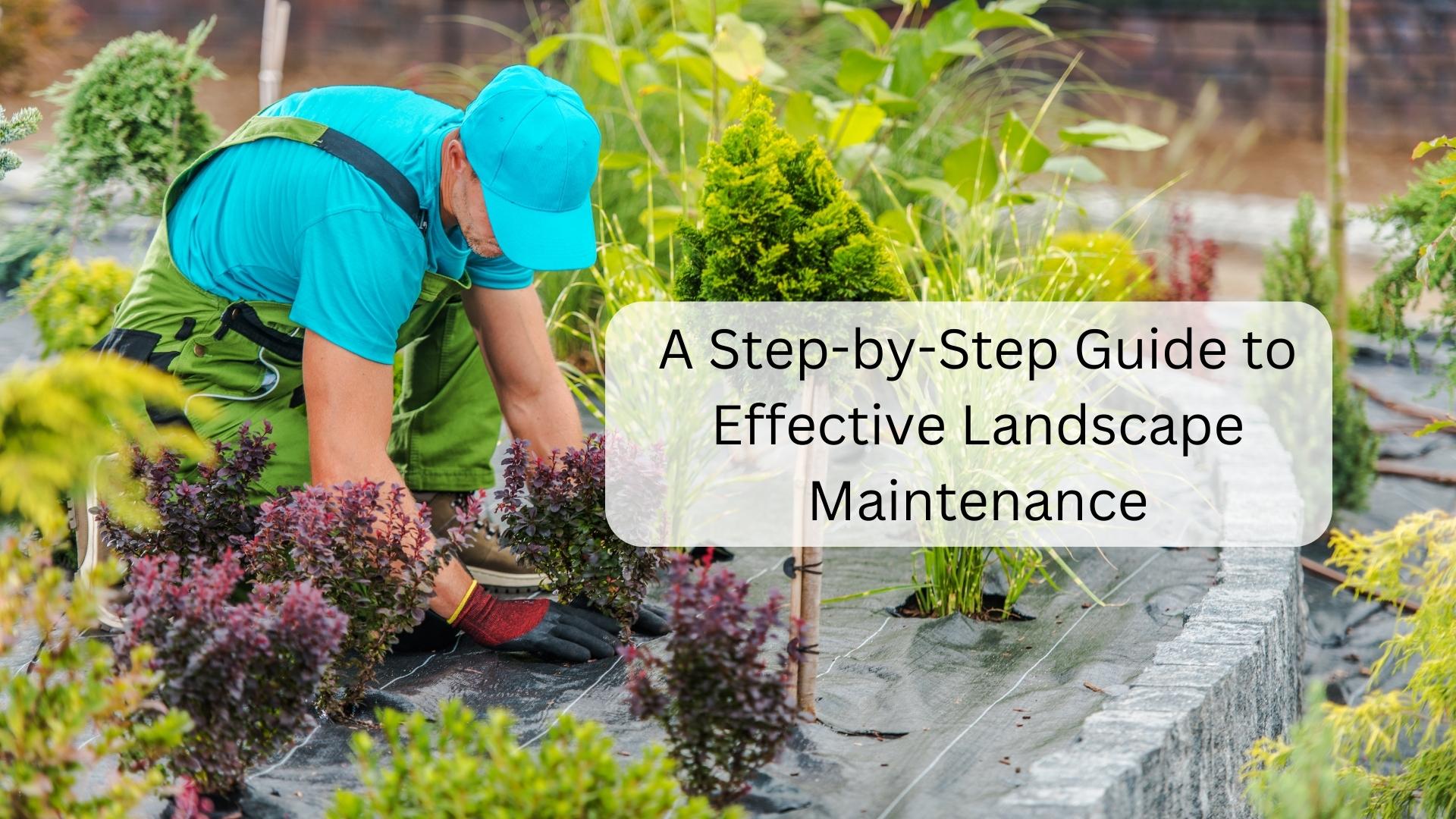 a step by step guide to effective landscape maintenance